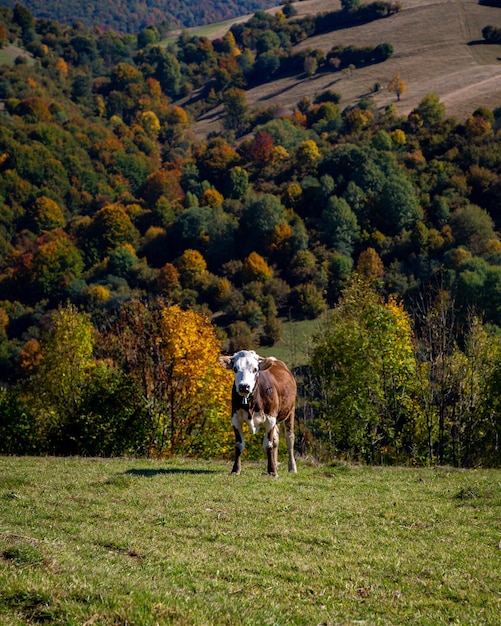 Vaca en un pasto en las montañas de otoño en un día soleado