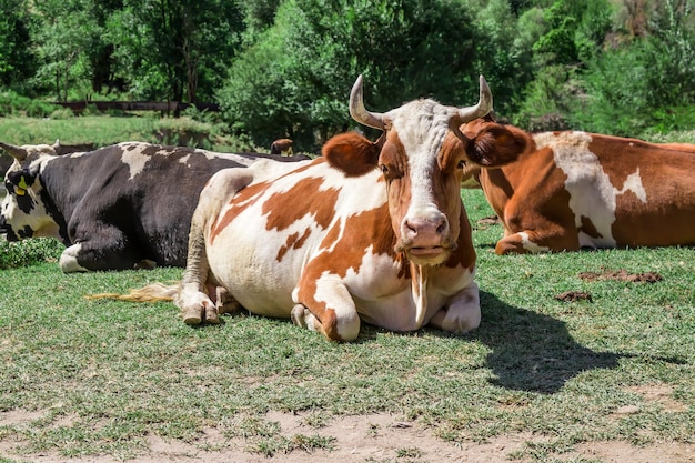 Vaca en un pasto en la naturaleza Cabeza de vaca contra el cielo