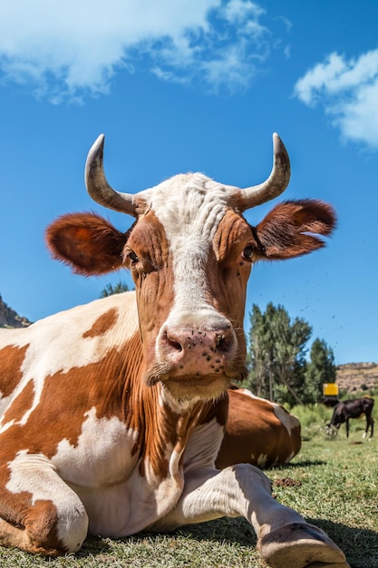 Vaca en un pasto en la naturaleza Cabeza de vaca contra el cielo