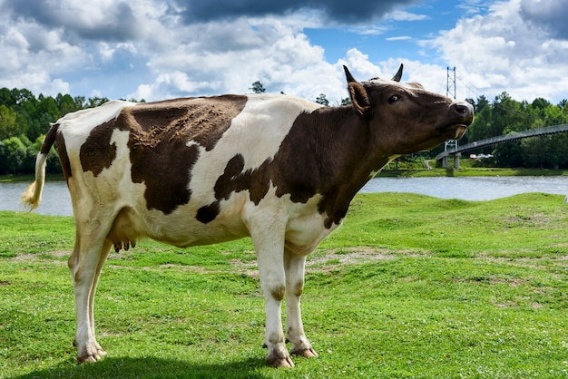 Vaca en pasto verde y cielo azul con nubes