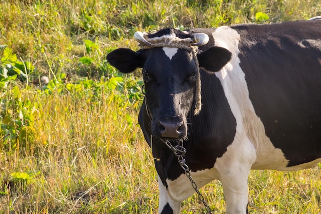 Vaca en el pasto