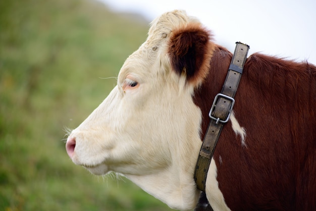 Vaca en los pastos de montaña