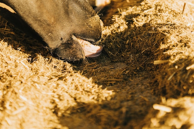 Vaca pegando ração com a língua. animal