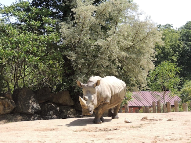 Una vaca de pie en un árbol