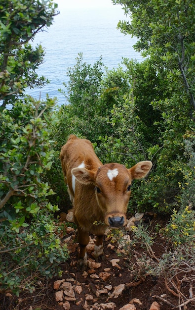 Foto una vaca de pie en un bosque