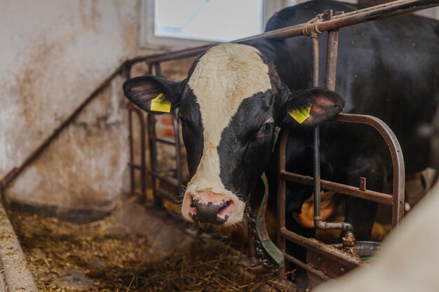 Foto una vaca de pie en un caballo