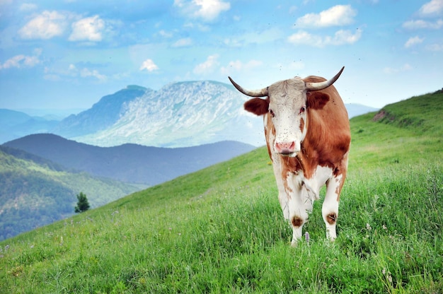 Vaca de pie en el campo contra las montañas
