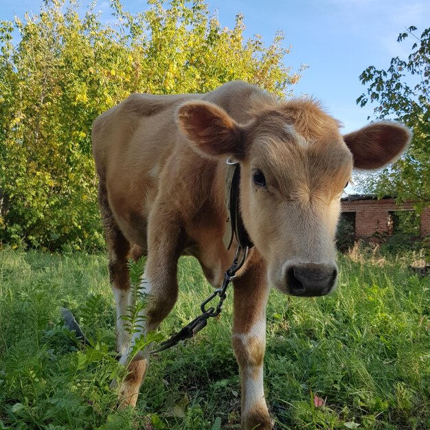 Foto una vaca de pie en un campo