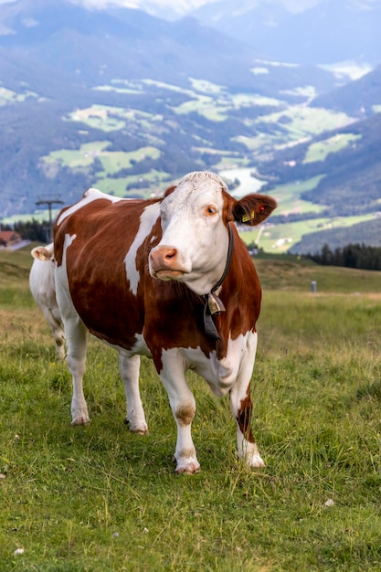 Foto una vaca de pie en un campo