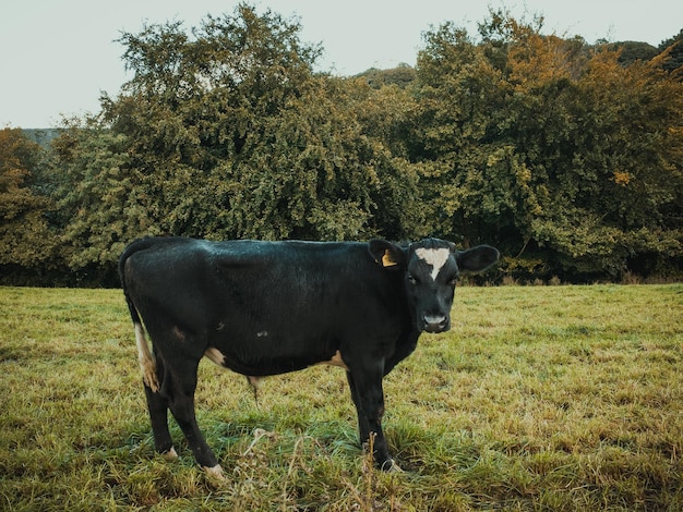 Una vaca de pie en el campo