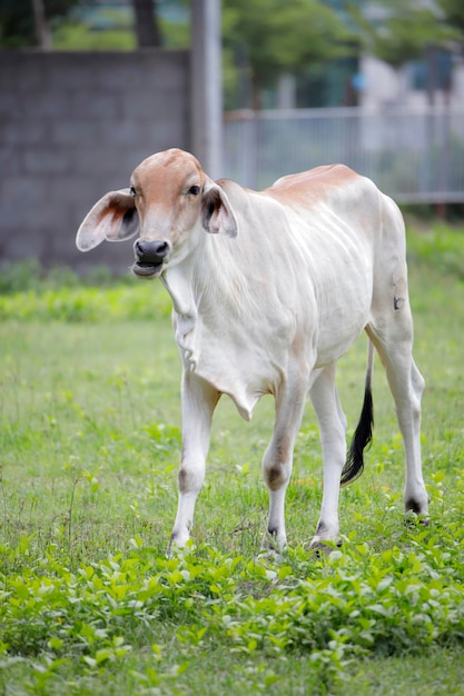 Foto una vaca de pie en un campo