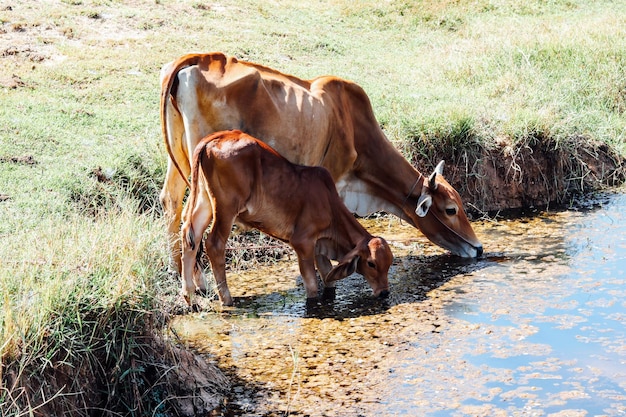 Una vaca de pie en un campo.