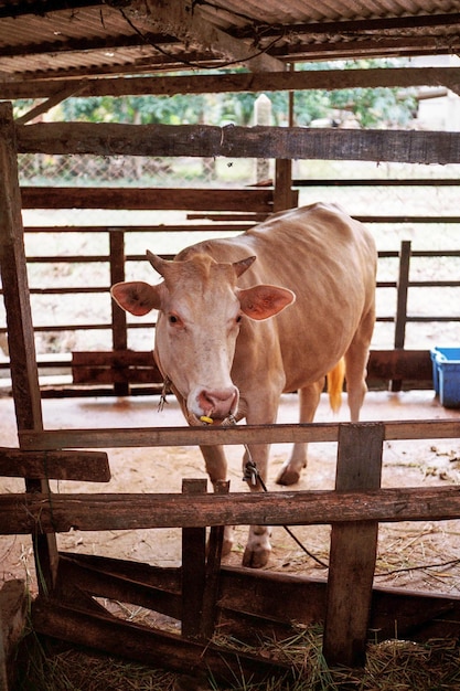 Foto vaca de pie en el corral