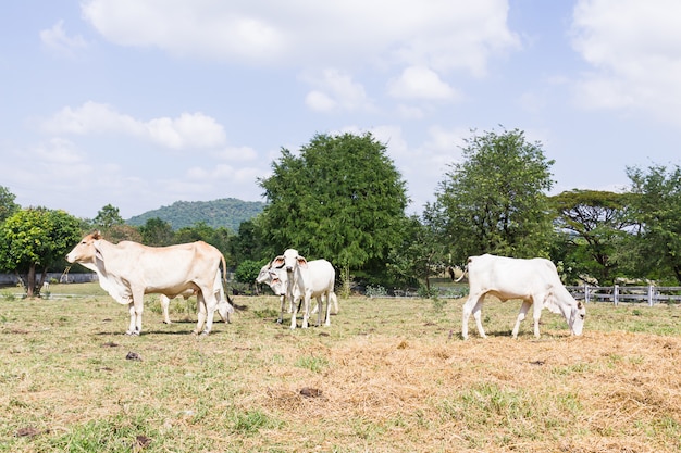 Vaca de pie en la granja