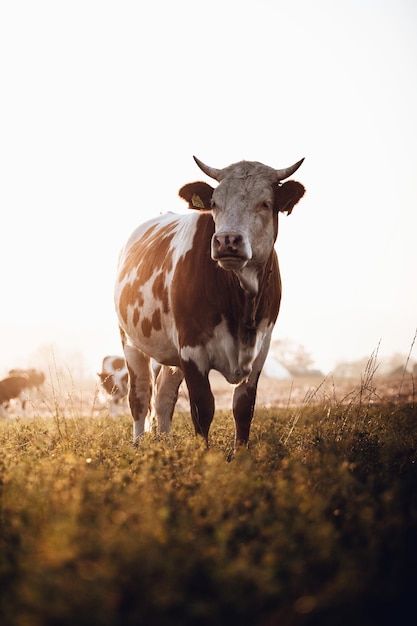 Vaca de pie en tierra