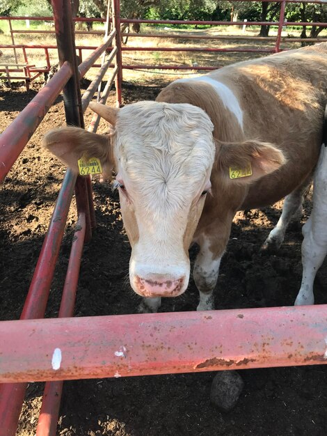 Foto una vaca de pie en la valla