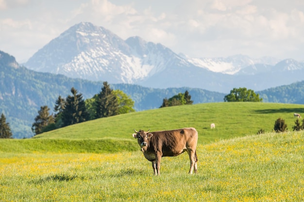 Vaca en la pradera alpina con montañas de los Alpes en el fondo