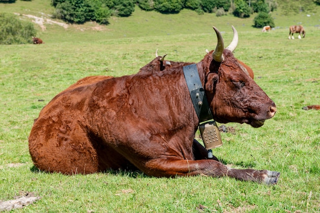 Vaca en la pradera de montaña, con cencerro, Pirineos franceses, Bearn