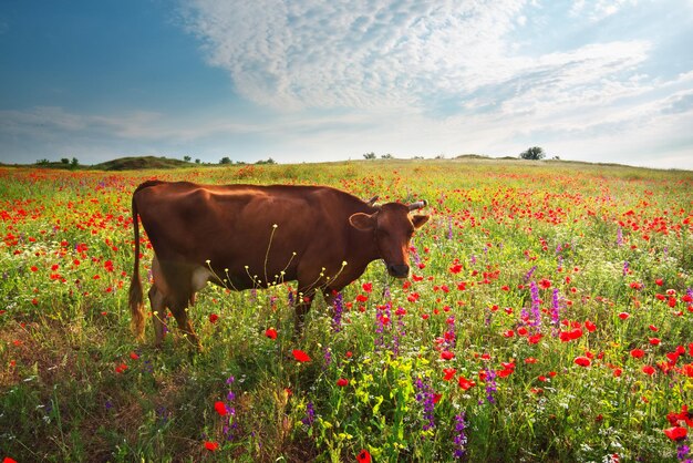 Vaca en pradera