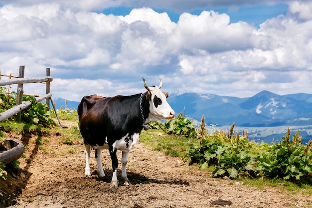 Vaca en el prado carpatiano de alta montaña