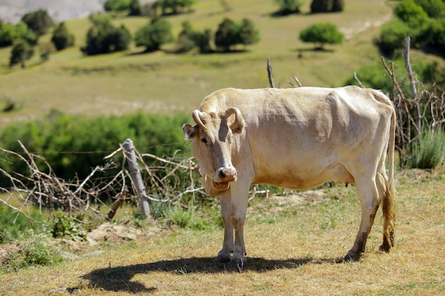 La vaca en el prado come la hierba.