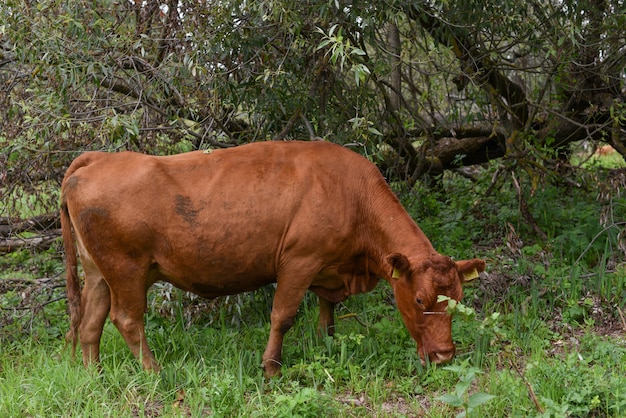 Vaca en prado. Rural. Vacas pastando en el prado.