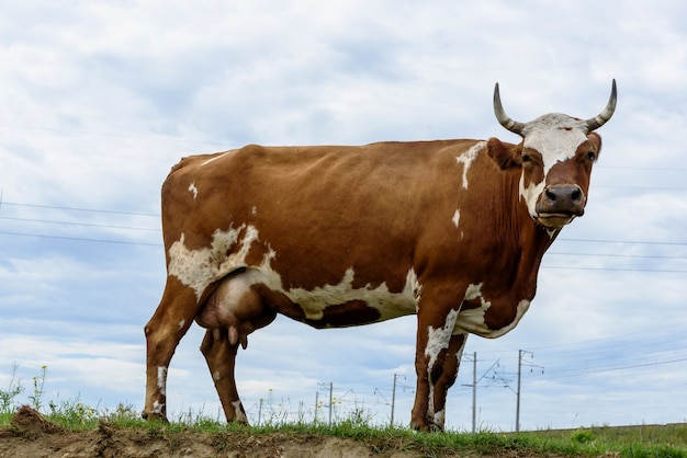Vaca en un prado verde en el campo industrial al aire libre cerca de postes con nubes azules