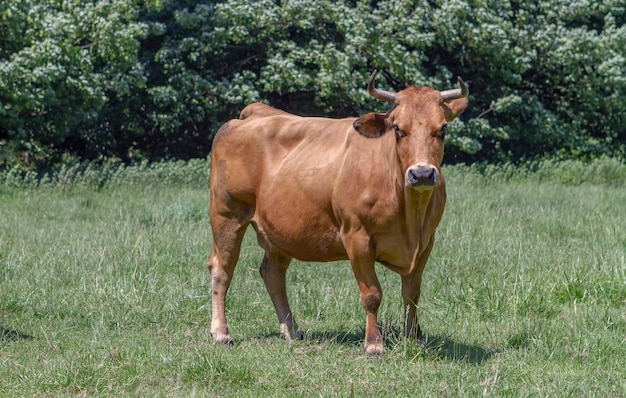 Vaca en el prado