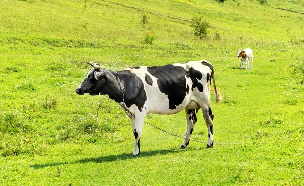 La vaca en el prado