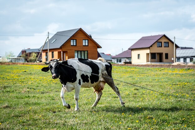 Vaca preta e branca no campo.