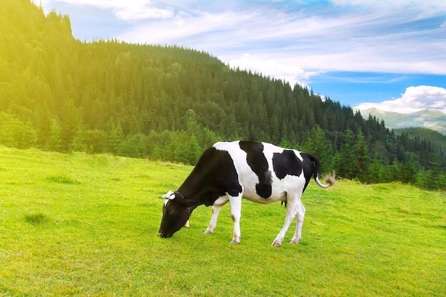 vaca preta e branca pastando em prados nas montanhas