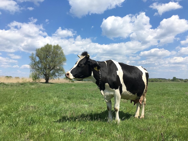 Vaca preta e branca pastando em um prado verde