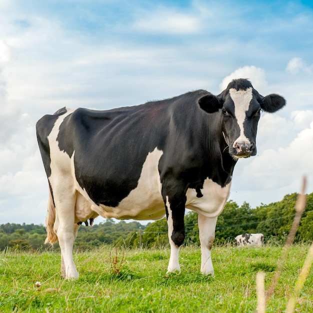 Vaca preta e branca pastando no prado