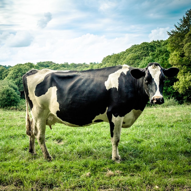 Vaca preta e branca pastando no prado