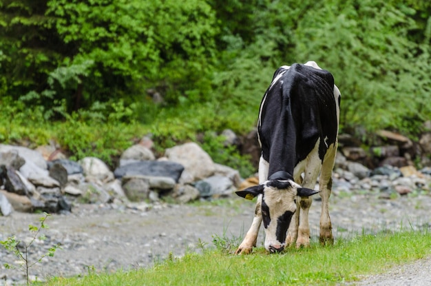 Vaca preta e branca