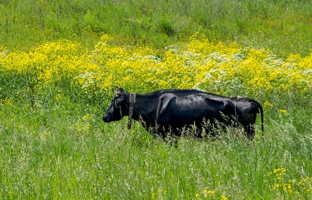 Foto vaca preta no campo verde e amarelo