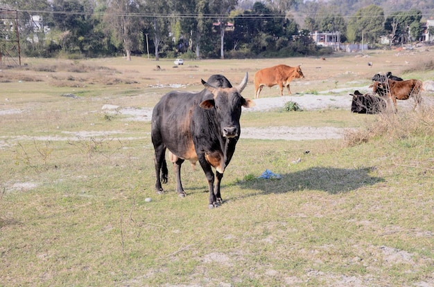 Vaca preta olhando para a câmera Himachal Pradesh Índia Grande Vi