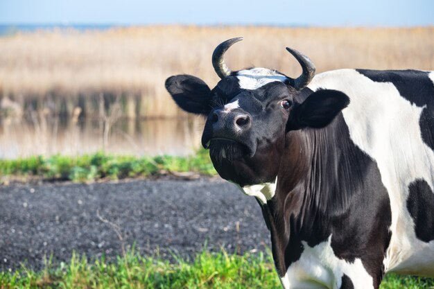 Vaca preto e branca no fundo da paisagem