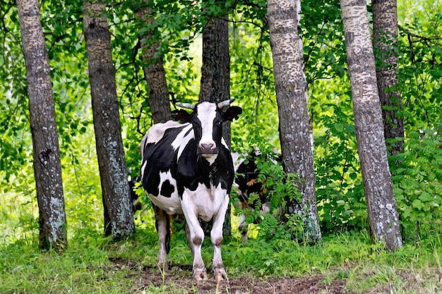 Vaca preto e branco na floresta