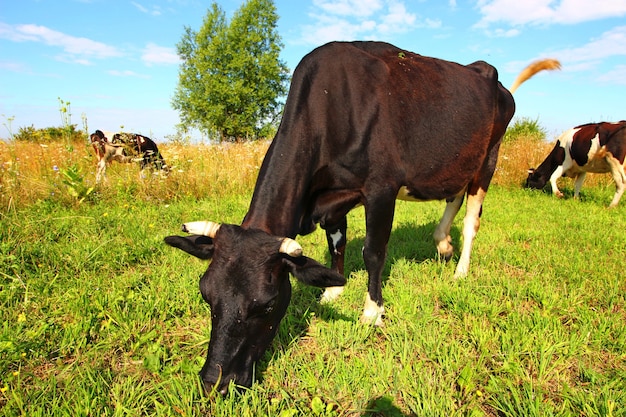 La vaca del pueblo pasta en verano.