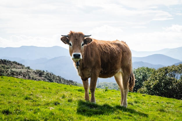 Vaca que vive en libertad en las montañas. Mira a la cámara