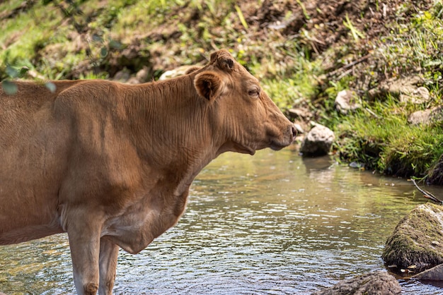 Vaca en el río mirando a la cámara desde el rabillo del ojo