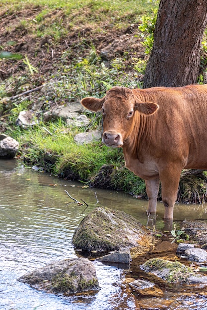 Vaca en el río mirando a la cámara