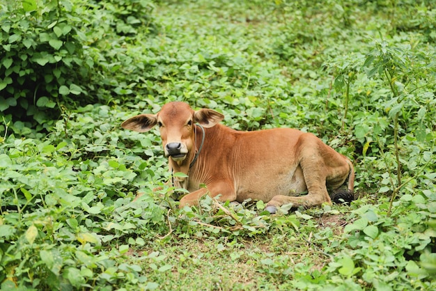 Vaca roja asiática que miente en campo verde del prado