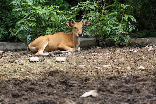 Foto la vaca roja bebé está descansando en el jardín de la naturaleza