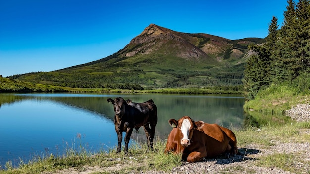 Vaca roja y becerro negro cerca de un lago de montaña.