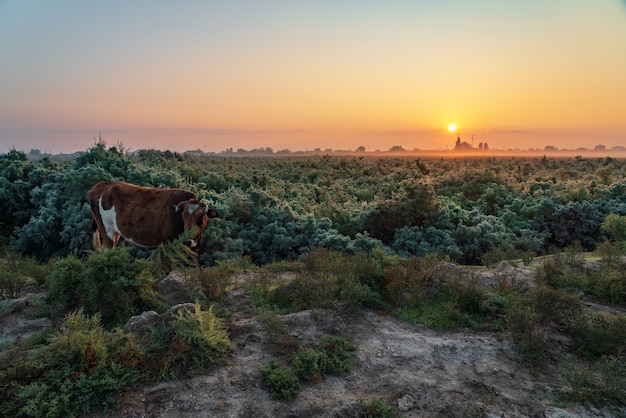 Vaca roja en campo verde