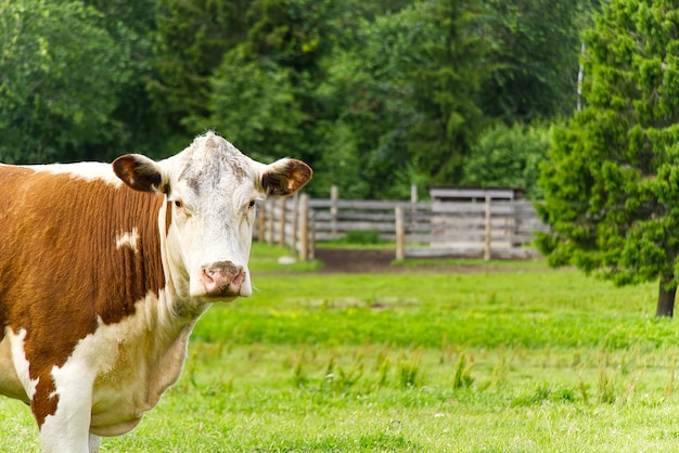 vaca roja sin cuernos mira a la cámara, en verano praderas con bosque en la parte trasera. copia espacio