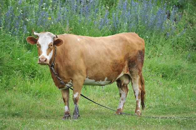 Vaca roja con cuernos pastando atados