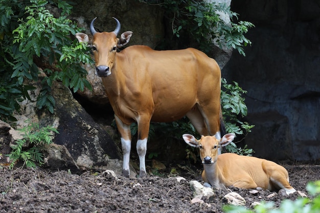 La vaca roja hembra y bebé en el jardín natural